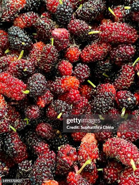 fresh and organic mulberry fruits - mulberry fruit stock pictures, royalty-free photos & images