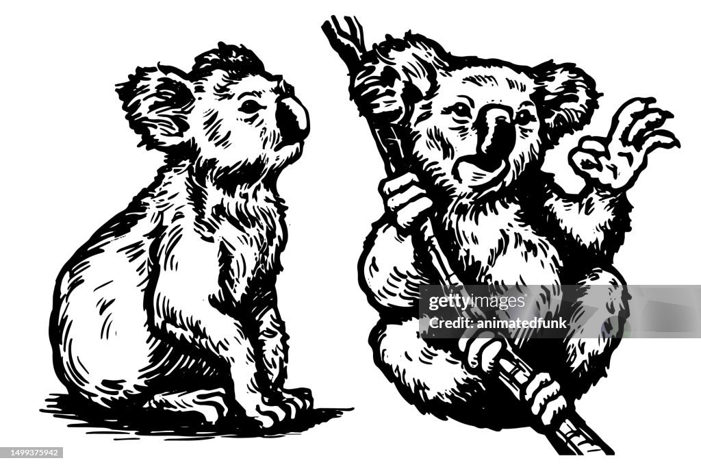 Koalas Illustration