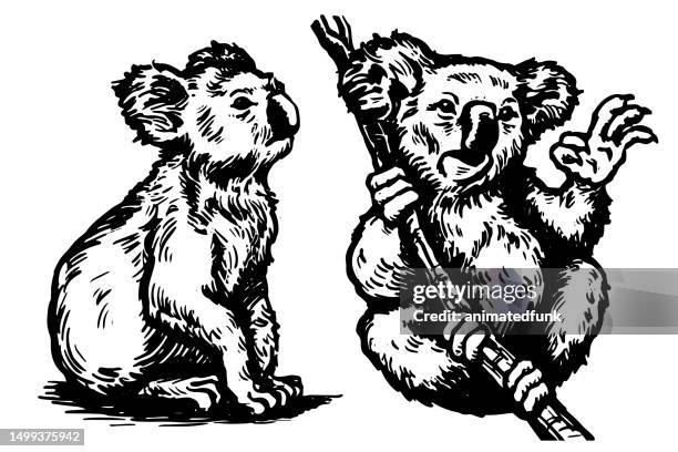 koalas illustration - bronx zoo new york stock illustrations