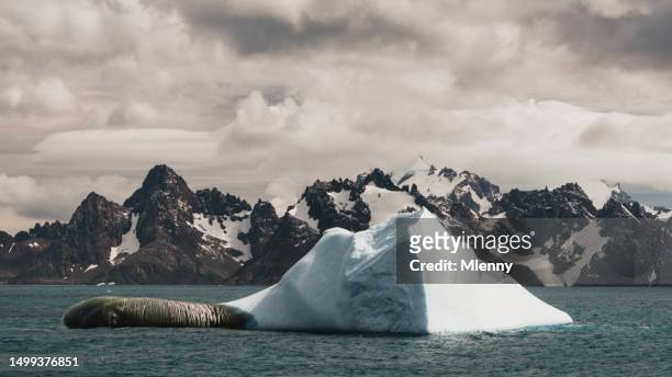antarctica giant iceberg floating on coast of antarctic peninsula - antarctic sound stock pictures, royalty-free photos & images