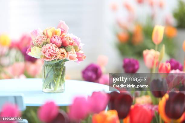tulips - backyard wedding stock pictures, royalty-free photos & images
