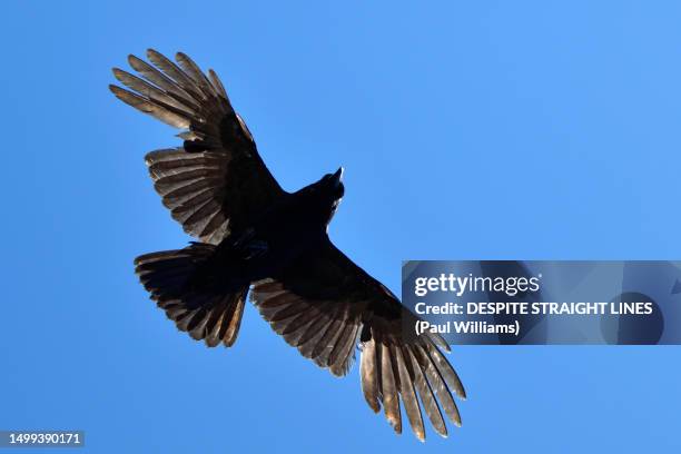 beneath the carrion crow (corvus corone) - raven flight stock pictures, royalty-free photos & images