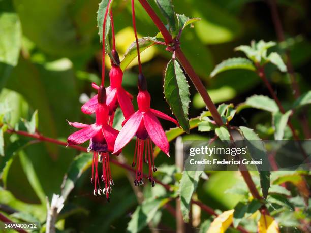 hummingbird fuchsia or hardy fuchsia (fuchsia magellanica) - chilcos fotografías e imágenes de stock