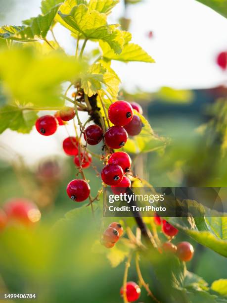 close-up red currant on a twig against green blurred background in summer garden - redcurrant stock pictures, royalty-free photos & images