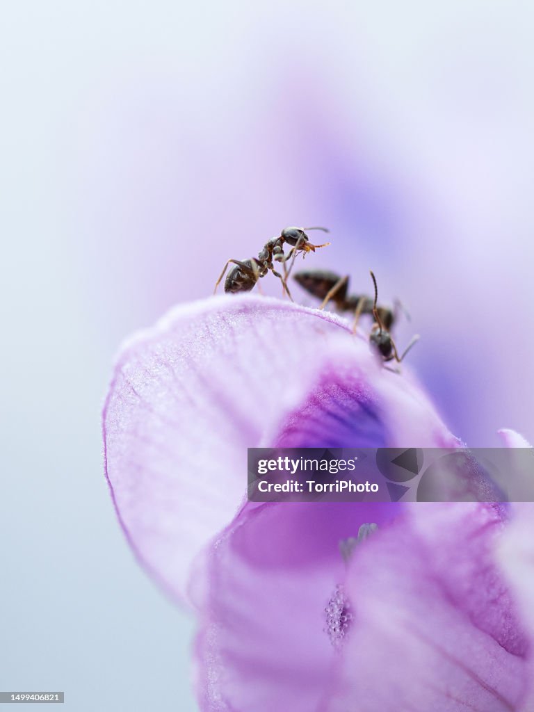 Closeup Ant On Purple Petal Against Blurred Background High-Res Stock ...