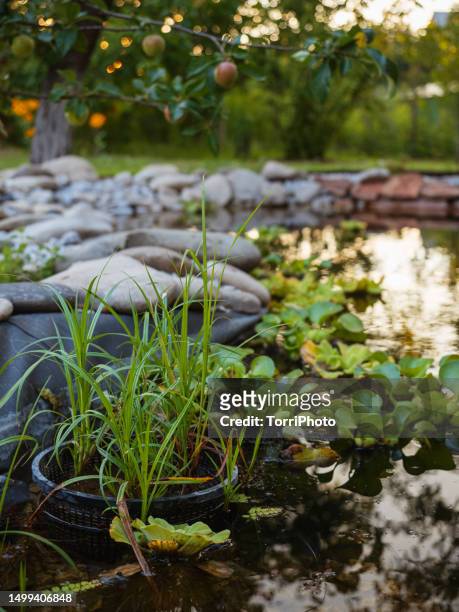 water plants in garden pond at summer - water garden bildbanksfoton och bilder