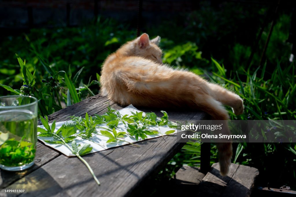 Hemp is dried on the table