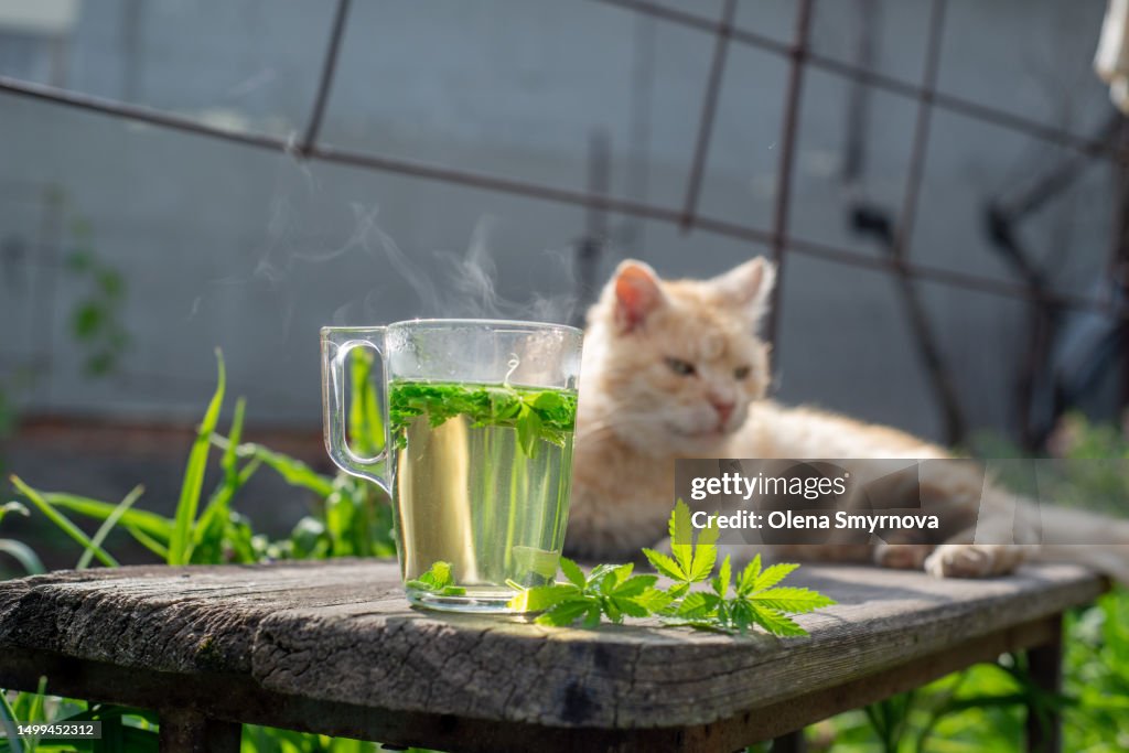 Soothing relaxing drink herbal tea with hemp