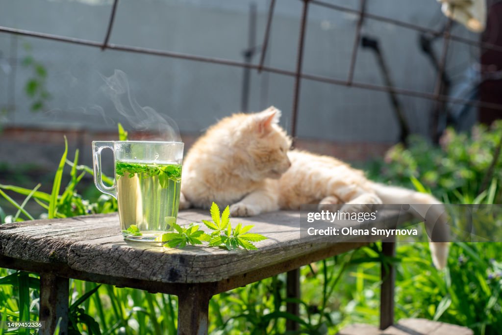 Soothing relaxing drink herbal tea with hemp