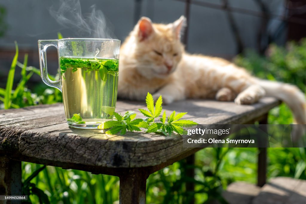Soothing relaxing drink herbal tea with hemp