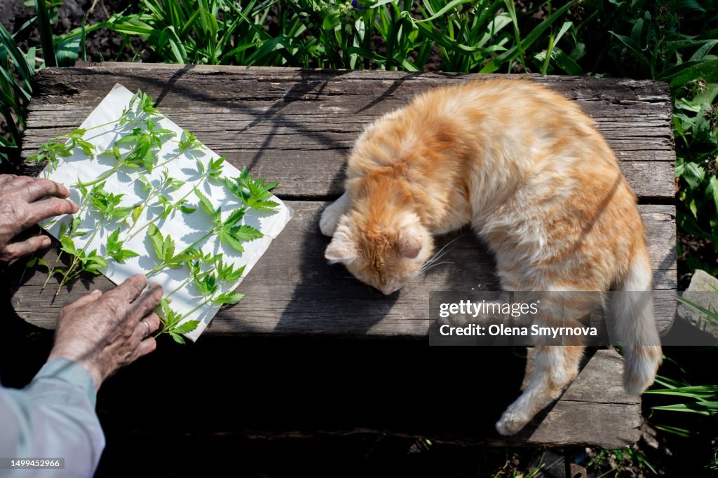 Hemp is dried on the table