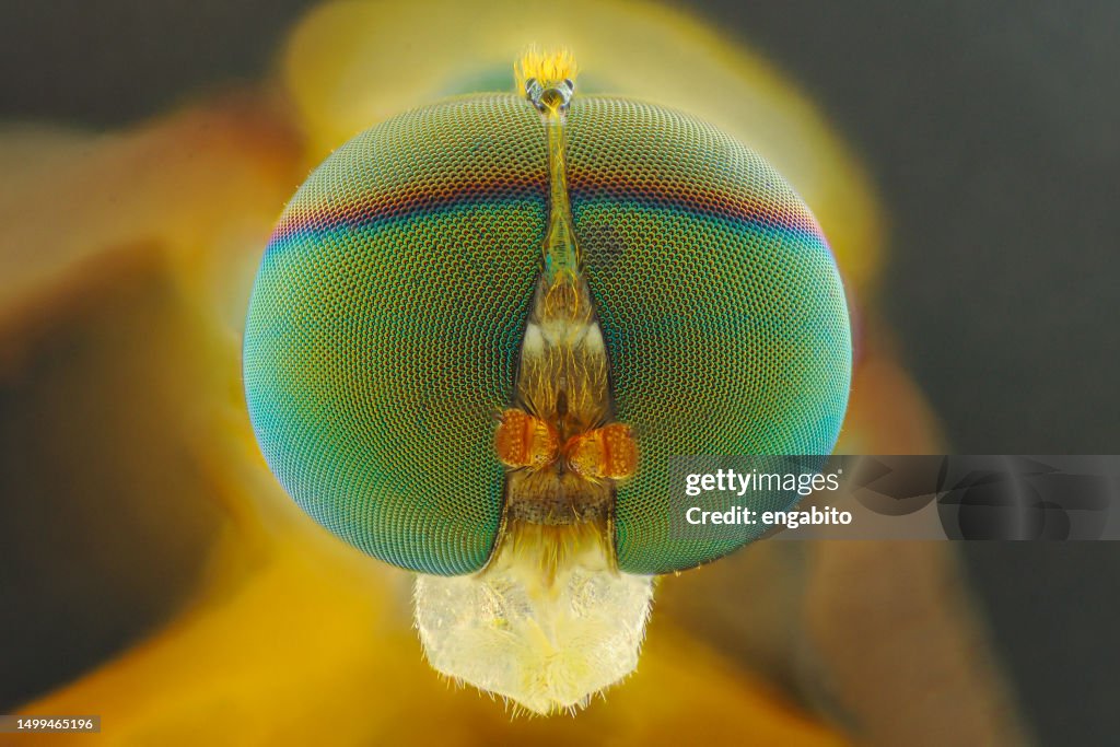 Fruitfly extreme macro closeup magnification
