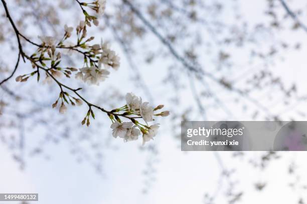 cherry blossoms in full bloom in the sun. - orchard stock pictures, royalty-free photos & images