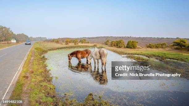lyndhurst, new forest, hampshire, england. - thoroughbred lane stock pictures, royalty-free photos & images