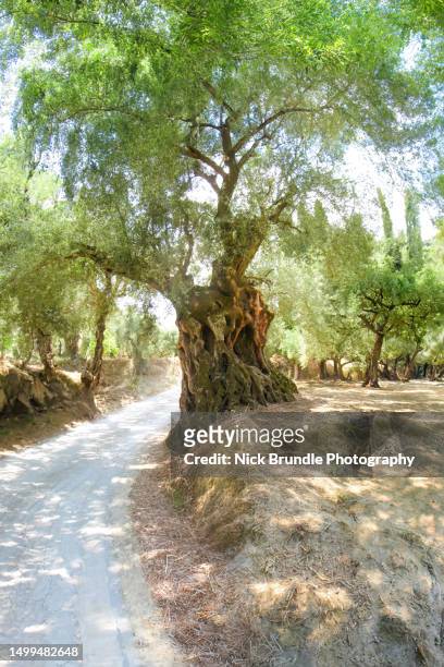 ancient olive tree, zakynthos, greece. - ramo di ulivo foto e immagini stock