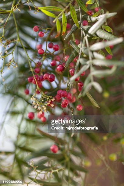 schinus molle. false pepper tree, gualeguay or aguaribay is an arborescent woody tree with evergreen leaves belonging to the anacardiaceae family - evergreen plant foto e immagini stock