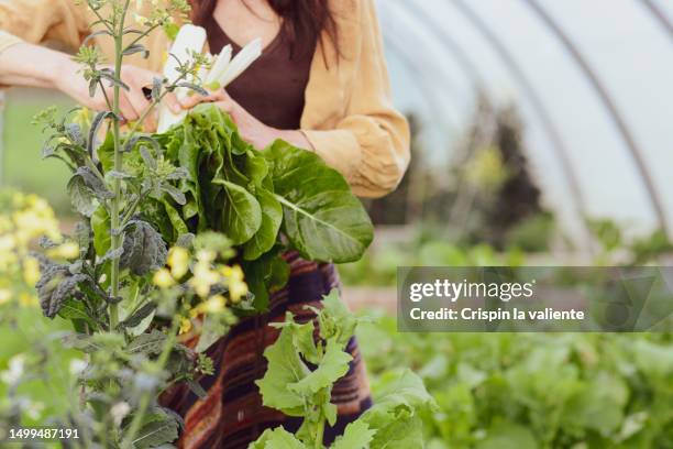 female gardener working in garden cente - 形成層 ストックフォトと画像