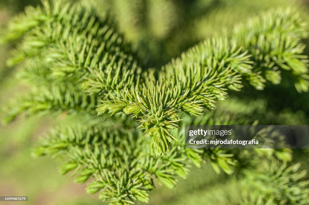 Araucaria heterophylla. Fir tree