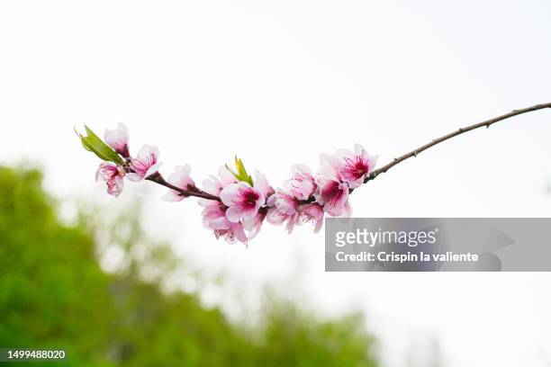 branch of fruit tree ( peach) in bloom, - peach tranquility stock pictures, royalty-free photos & images
