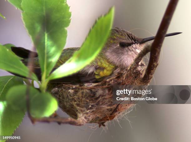 Hummingbirds Inside 126 Hummingbird Bush Stock Photos, High-Res Pictures, and Images ...