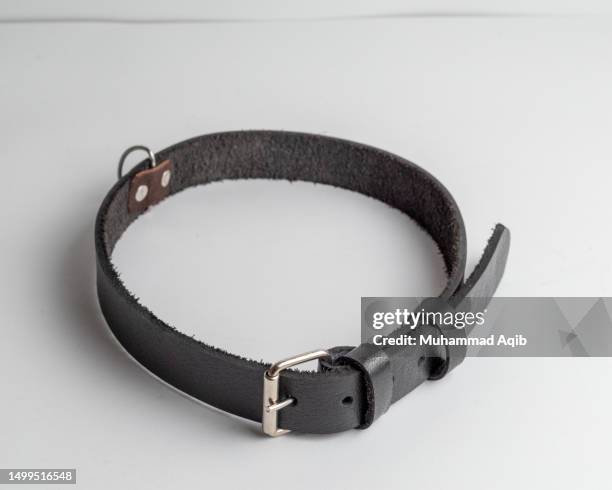 dog belt product photography - leather strap stock pictures, royalty-free photos & images