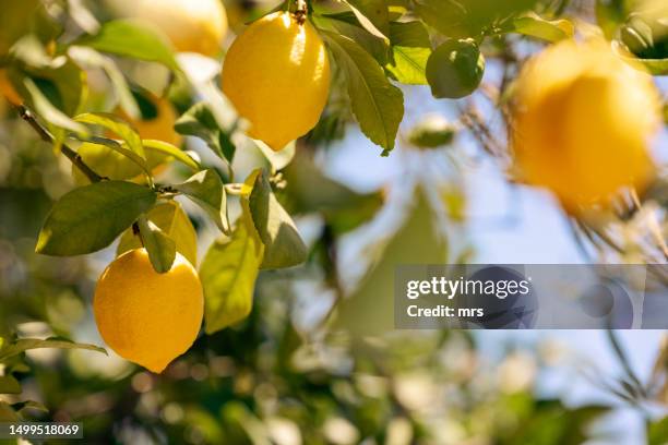 lemon tree - albero di limone foto e immagini stock