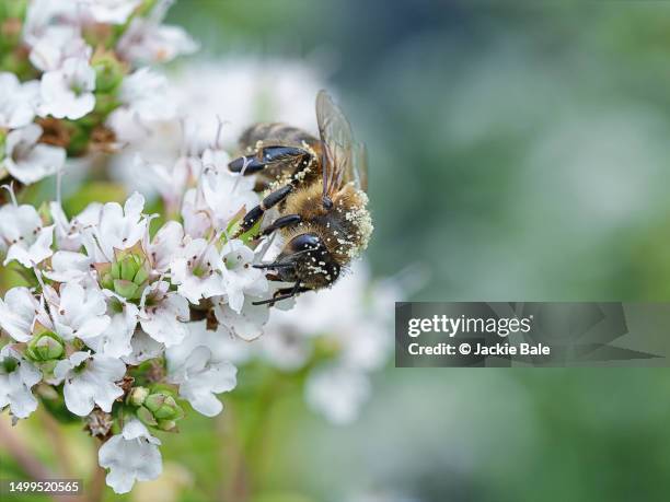 honey bee on marjoram flowers - sweet food stock pictures, royalty-free photos & images