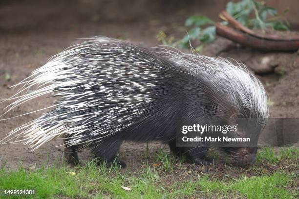 african crested porcupine - african porcupine stock pictures, royalty-free photos & images