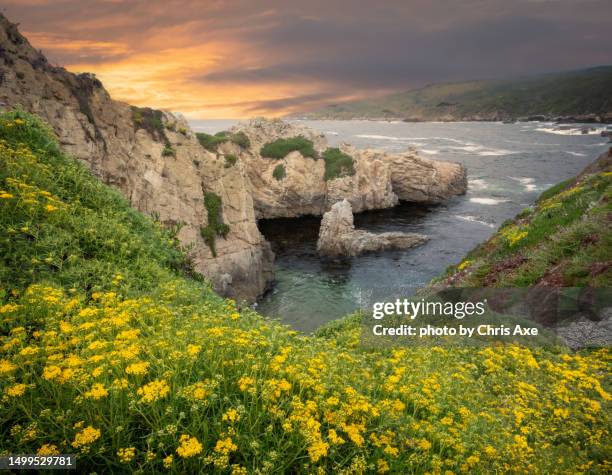 wild mustard on the big sur coast - big sur, ca - orange california stock pictures, royalty-free photos & images