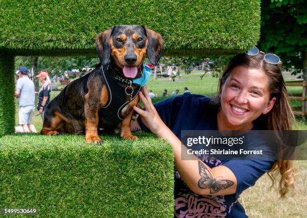 Frankie the Dachshund attends Dogfest 2023 at Tatton Park on June 18, 2023 in Knutsford, England.