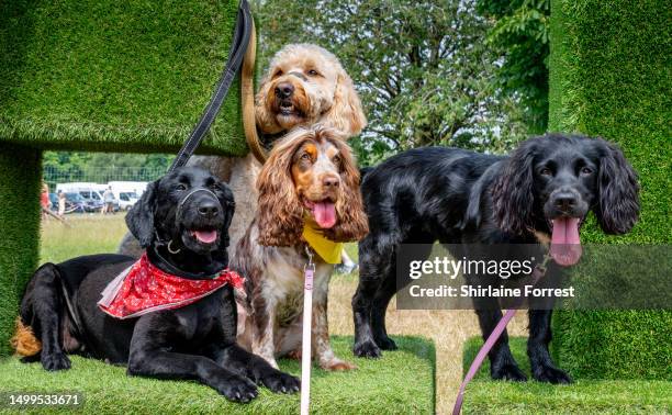 Molly a Labrador, Pops a golden Doodle, Bonnie and Mable the Spaniels attend Dogfest 2023 at Tatton Park on June 18, 2023 in Knutsford, England.