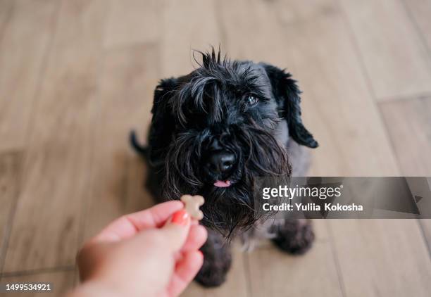 cute dog getting   cookie. dog - trained dog stock pictures, royalty-free photos & images