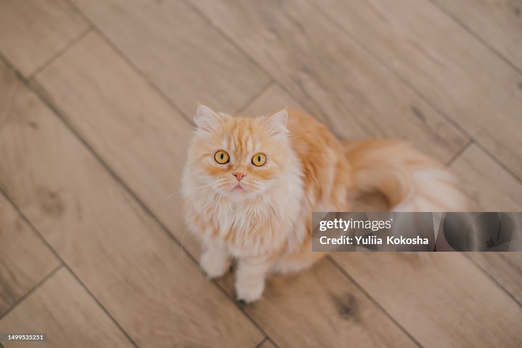 Ginger cat sitting on the wooden floor in room. The red cat is resting