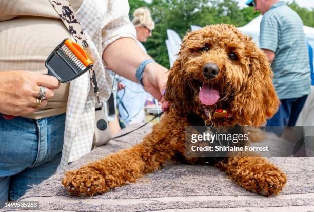 Florence, a Cavapoo has a groom during Dogfest 2023 at Tatton Park on June 18, 2023 in Knutsford, England.