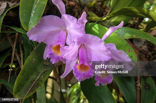 epiphyte cattleya trianae orchids in bloom on a tree branch - corsage orchids stock pictures, royalty-free photos & images