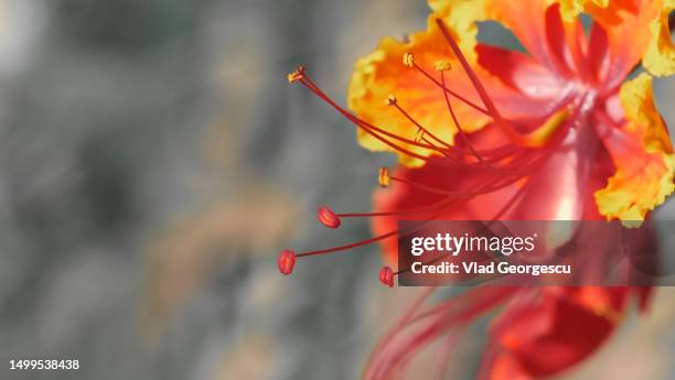 right in the left out - asceticism stock pictures, royalty-free photos & images