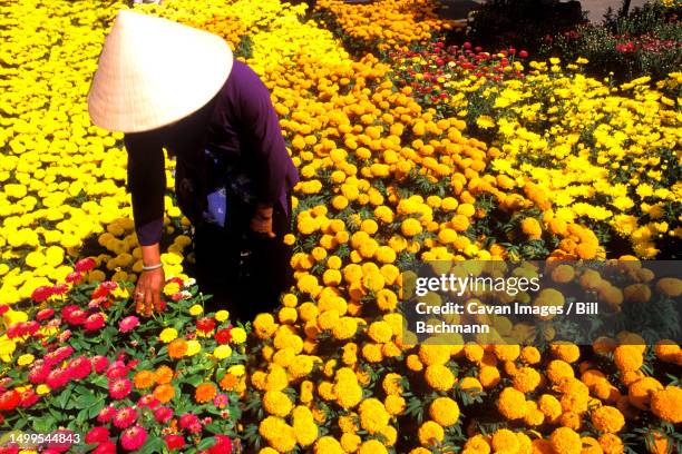 beautiful graphic with woman in straw hat and colorful flowers vietnam mekong delta - bomb hanoi stock pictures, royalty-free photos & images