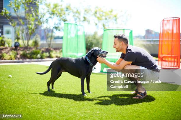 a man and his dog - zwarte-labrador-retriever stockfoto's en -beelden