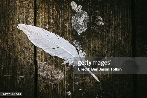 A feather on a wooden plank