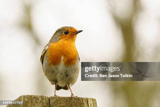 Robin on the lookout