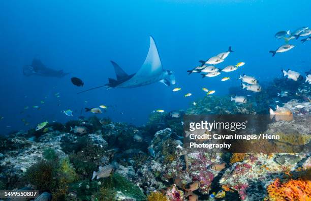 mantas swimming over a reef in the maldives - manta ray stock pictures, royalty-free photos & images