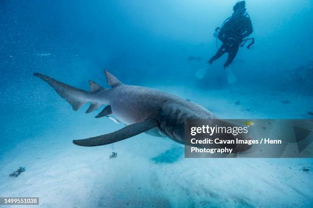 diver with grey nurse shark in the maldives - macchina fotografica subacquea foto e immagini stock