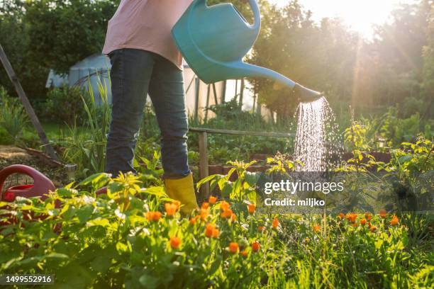 frau, die auf einem bio-bauernhof arbeitet - giesskanne stock-fotos und bilder