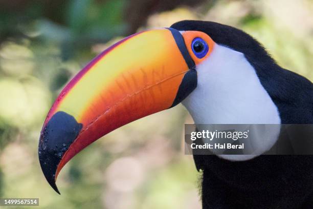 Toco Toucan Face Ramphastos Toco Pantanal Brazil StockFotos und Bilder