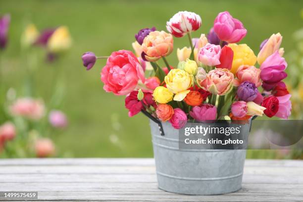 tulips - tulip stock pictures, royalty-free photos & images