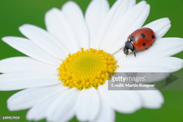 a seven-spot ladybird on a leucanthemum flower - oxeye daisy stock pictures, royalty-free photos & images