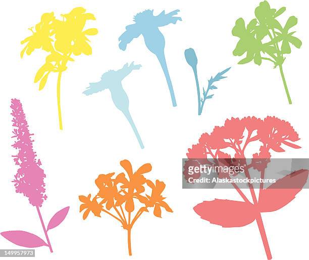 flowershapes xxiii - sedum stock-grafiken, -clipart, -cartoons und -symbole