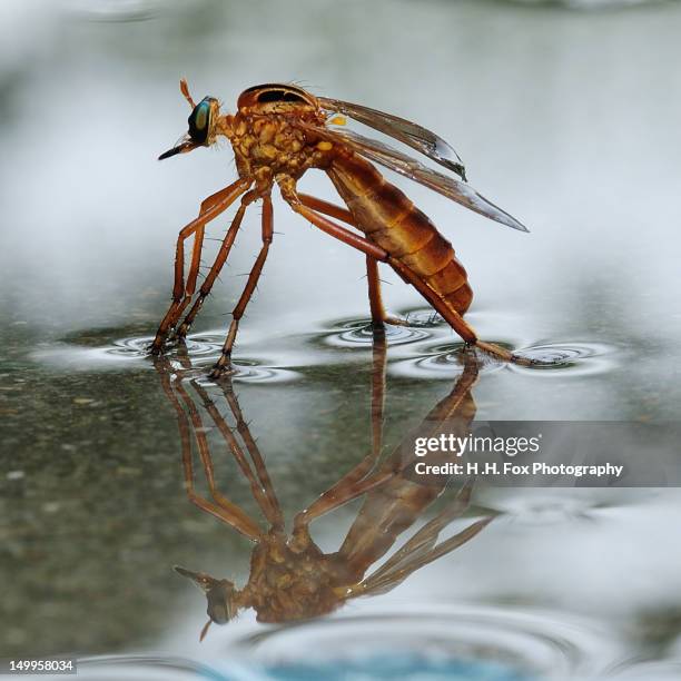 Fly Bug Rear View 12,487 Bug Southern Stock Photos, High-Res Pictures, and Images - Getty ...