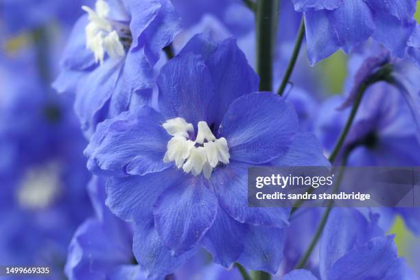 the flowers of a delphinium  plant growing in a cottage garden. - riddarsporresläktet bildbanksfoton och bilder