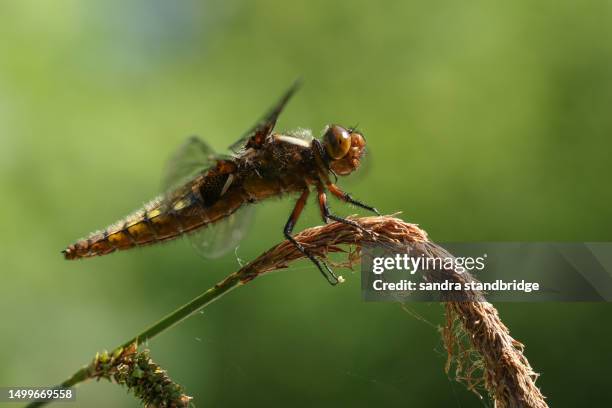 a female broad-bodied chaser, libellula depressa, perching on a tufted-sedge plant. - cyperaceae stock pictures, royalty-free photos & images